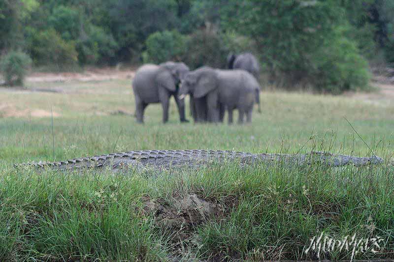 Mud Maps Africa Murchison Falls NP 2661